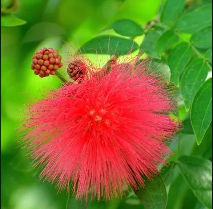 8 Best Plant Care App Australia: Read Our Full Review