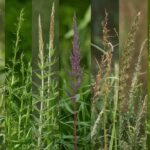 7 Best Android App To Identify Weeds And Grasses