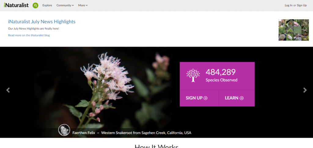 iNaturalist Android App To Identify Weeds And Grasses